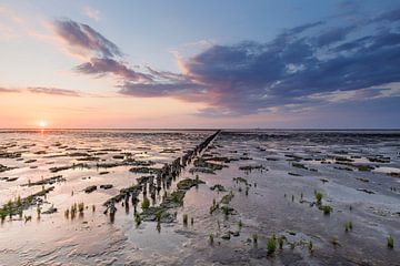 Zonsondergang en zeekraal Waddenzee van Anja Brouwer Fotografie