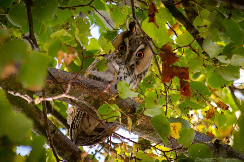 long-eared owl by Mariëlle Weijsenfeld