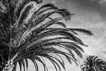 Palmboom Abstract in Zwart-Wit Ritmiek van Licht en Schaduw