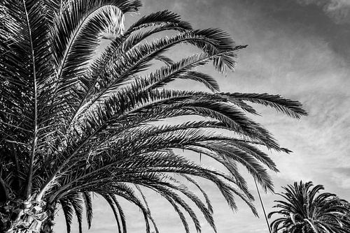 Palmboom Abstract in Zwart-Wit Ritmiek van Licht en Schaduw