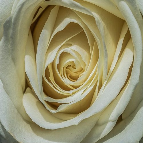 White Rose in close-up