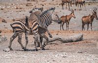 Zebra in Etosha National Park in Namibia, Africa by Patrick Groß thumbnail