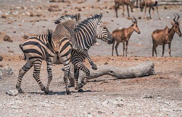 Zebra in het Etosha National Park in Namibië, Afrika van Patrick Groß