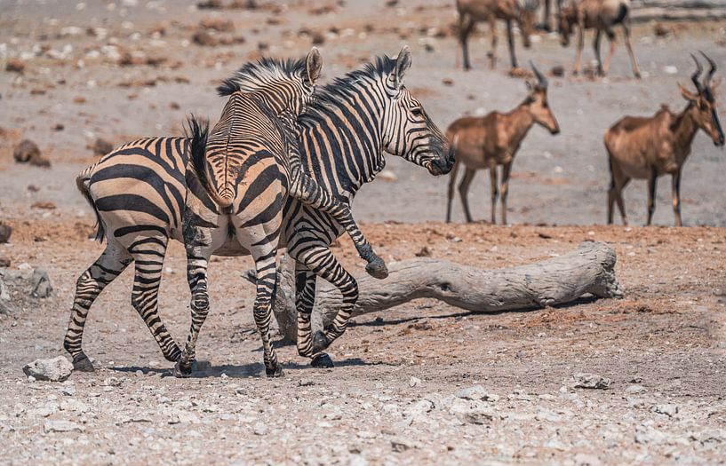 Zebra in Etosha National Park in Namibia, Africa by Patrick Groß