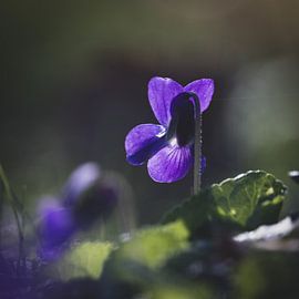 Schöne blaue Veilchenblüten von Imladris Images