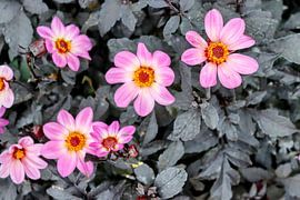 pink dahlias with grey/green leaves by Arie van Vugt