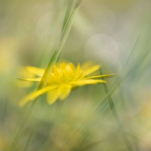 veldbloem in de lente