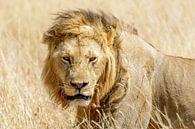 Leeuw in de Masai Mara van Kenia van Eveline Dekkers thumbnail