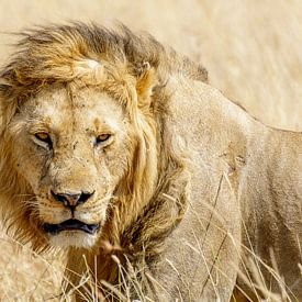 Lion dans le Masai Mara au Kenya sur Eveline Dekkers