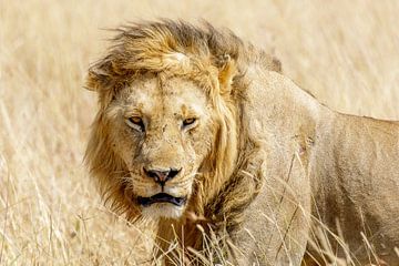 Lion dans le Masai Mara au Kenya sur Eveline Dekkers