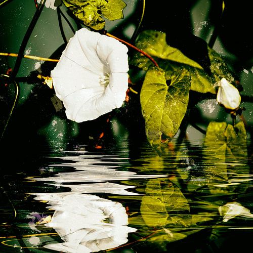 Bloemenwater - Hekwortelwinde