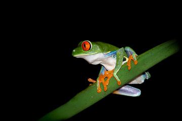 Red-eyed mercury frog in the evening by Elles Rijsdijk