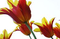 Tulipes par douwe Weitenberg Aperçu