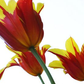 Zwevende Tulpen van douwe Weitenberg