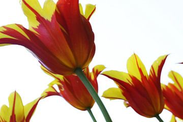 Zwevende Tulpen