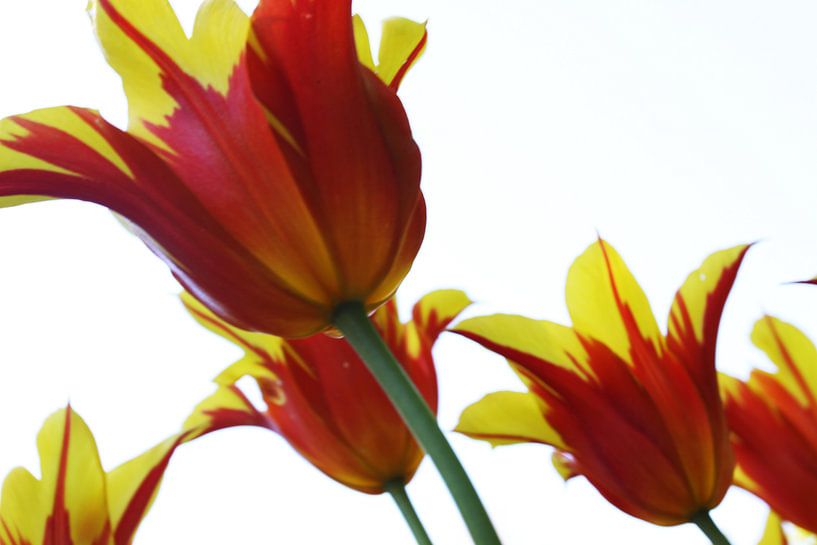 Tulipes par douwe Weitenberg
