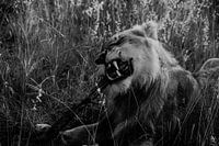 Lion sharpening his teeth