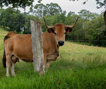 Prachtige koe in Asturias van Janna Dijkstra