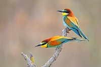 Bee Eater