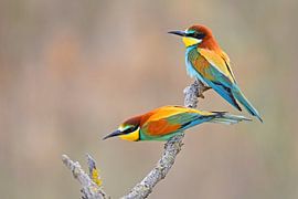 Bijeneter van Wiltrud Schwantz