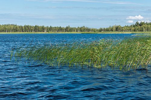 Water of a small lake and waterplants and reeds of the Florarna 