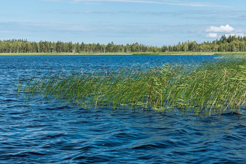 Water of a small lake and waterplants and reeds of the Florarna  van Werner Lerooy