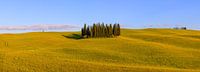 Panorama Cirkel van Cipressen in Torrenieri. Toscane, Italië van Henk Meijer Photography thumbnail