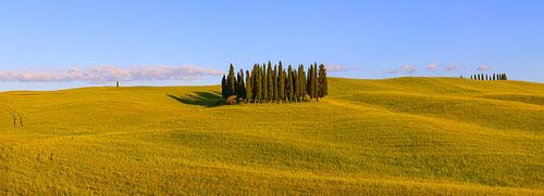 Panorama Cirkel van Cipressen in Torrenieri. Toscane, Italië