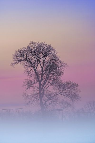 Morgennebel hängt in der Morgendämmerung über dem Grasland von Marcel Derweduwen