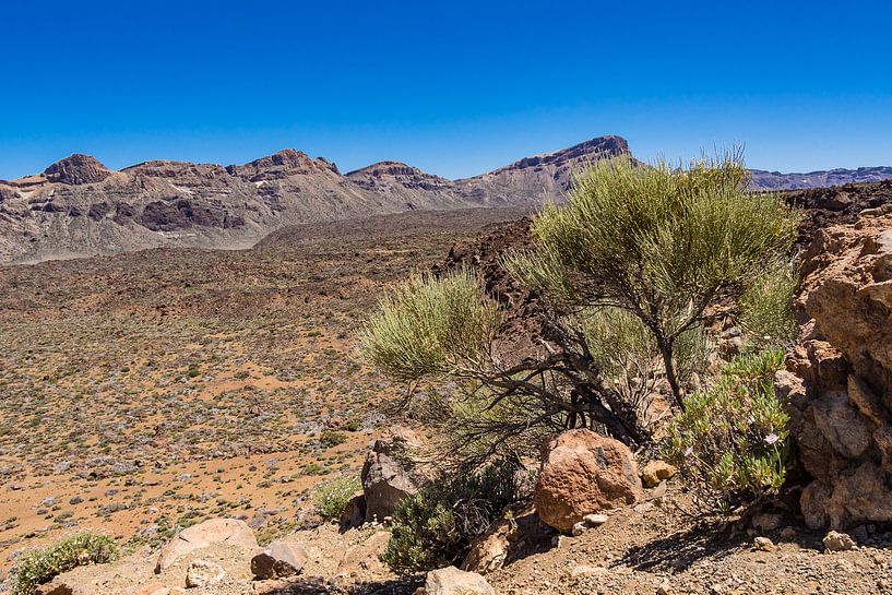 Landscape on the canary island Tenerife par Rico Ködder