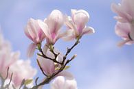 Magnolien blühen im Frühling von FotoGraaG Hanneke Miniaturansicht