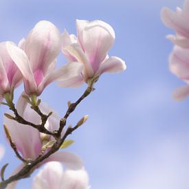 Magnolien blühen im Frühling von FotoGraaG Hanneke
