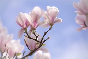 In het voorjaar bloeien de Magnolia's van FotoGraaG Hanneke