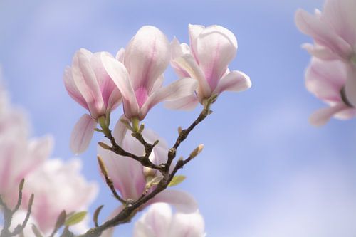 In het voorjaar bloeien de Magnolia's