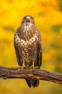 Bussard, Buteo buteo. Ein Porträt.