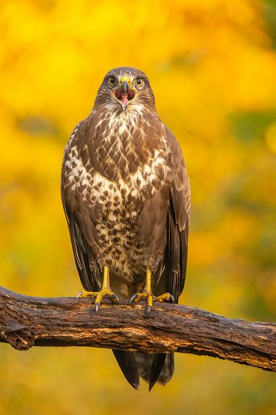 Buzzard, Buteo buteo. A portrait. by Gert Hilbink