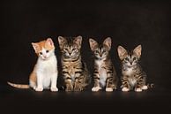 Kätzchen Katzen von Stichting Kittenopvang Kitten&Co Miniaturansicht