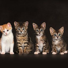 Kätzchen Katzen von Stichting Kittenopvang Kitten&Co