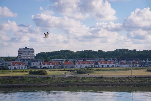 Arrivée à Hoek van Holland – Avec une Mouette et le Charme Historique