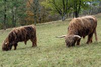 Scottish Highland cattle