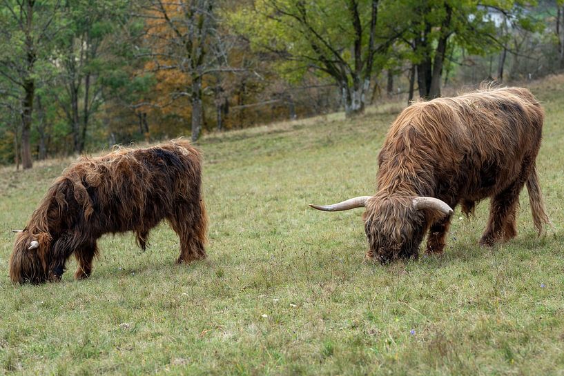 Bovins des hautes terres d'Écosse par l.v.e. Pictures