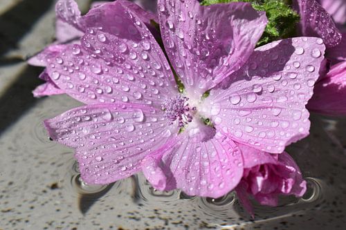 Eine violette Wildblume in einer Wasserpfütze