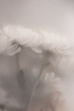 Blurred Flowers 2 by Mareike Böhmer