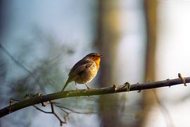 Morgengesang im goldenen Licht