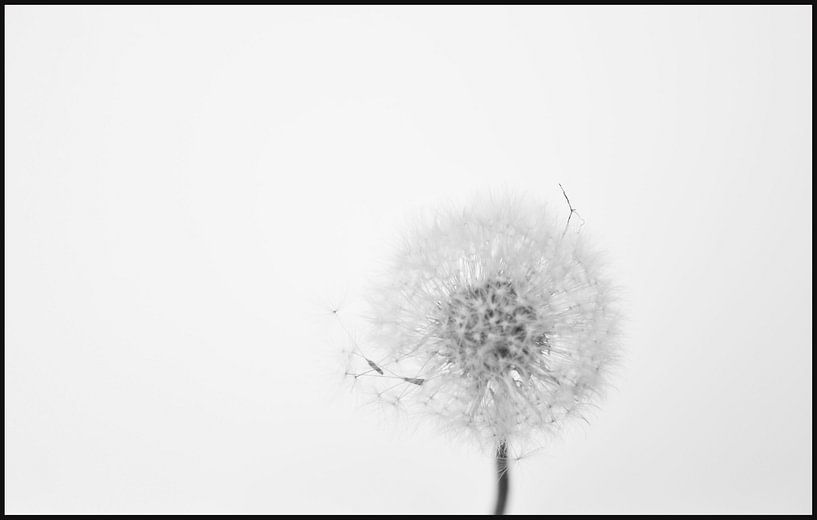 paardenbloem dandelion by Diana Edwards