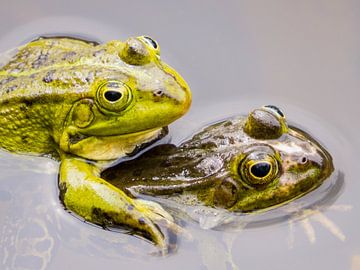 Two mating green frogs sur Ben Schonewille
