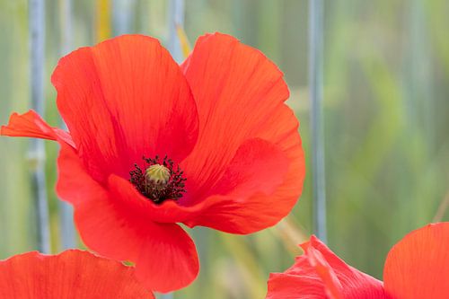 Poppies