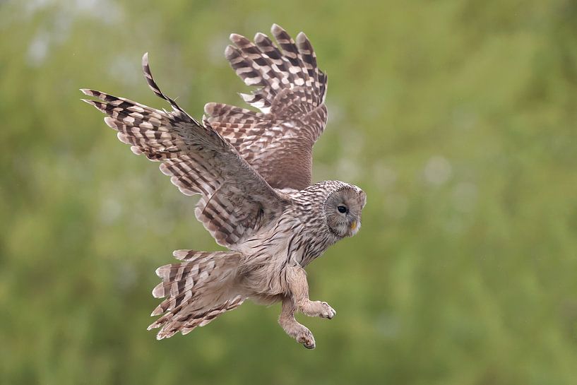 Ural Owl (Strix uralensis) by Ronald Pol