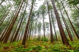 Dennenbomen in het bos tijdens een mistige dag van Sjoerd van der Wal Fotografie