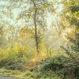 Sun harps in the Zuigerplas forest. by Alie Ekkelenkamp